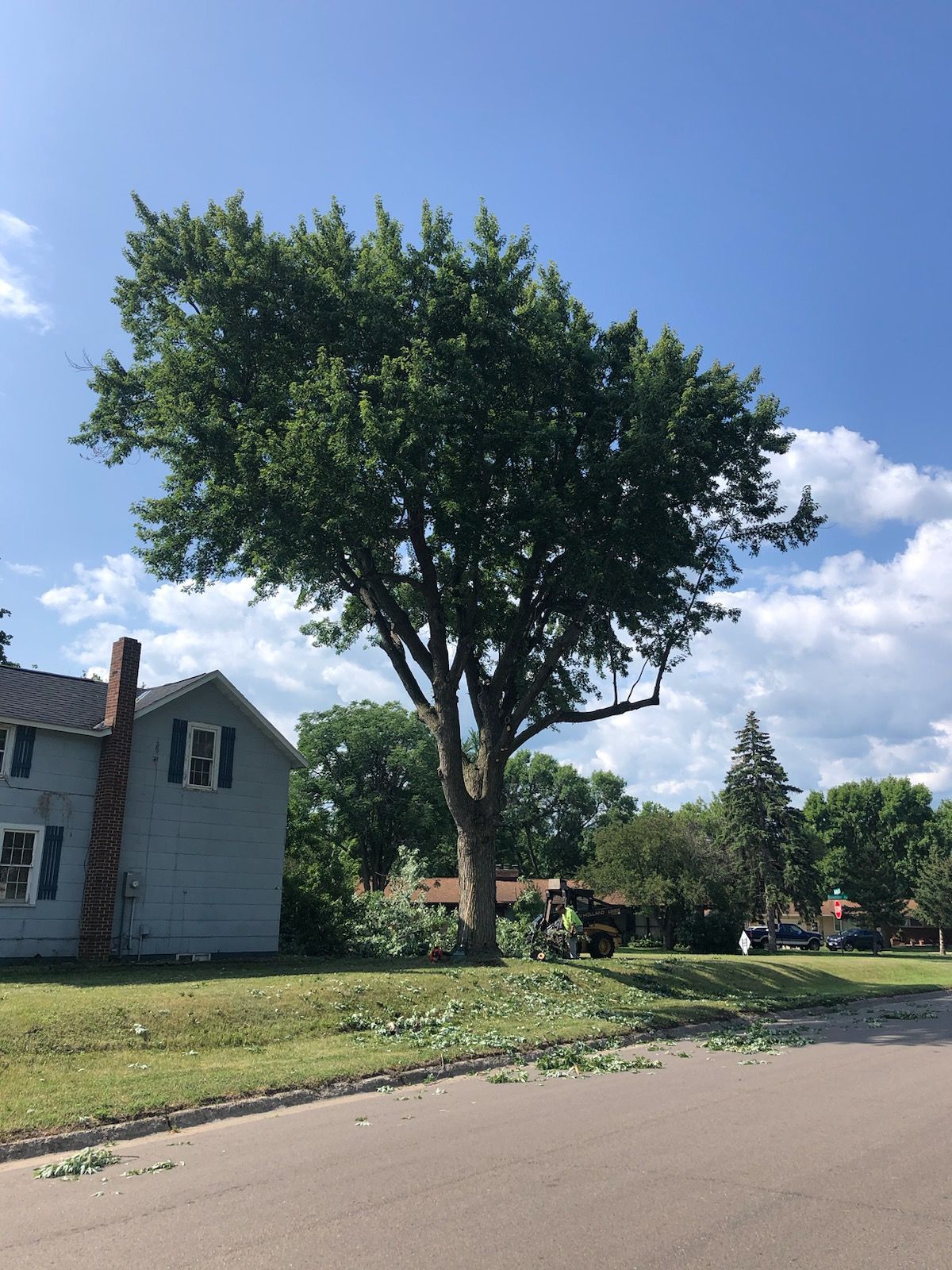 A large tree is planted in front of a house