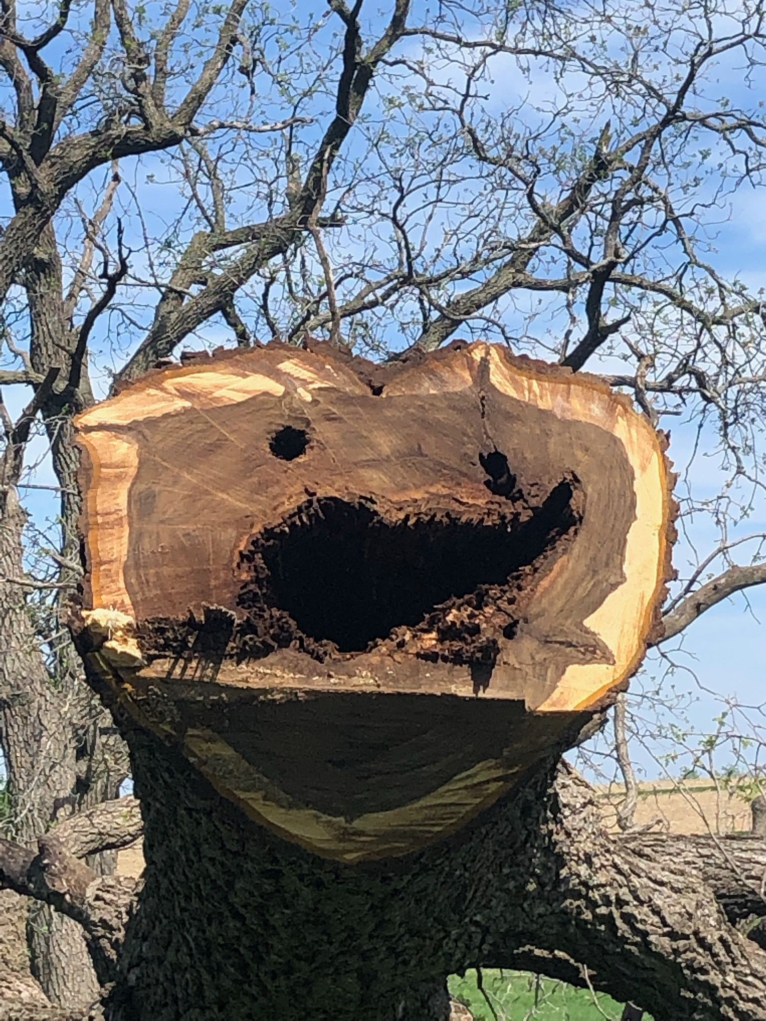 A tree trunk with a hole in it that looks like a smiley face