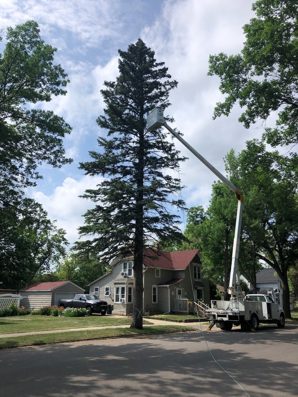 A large pine tree is being cut down
