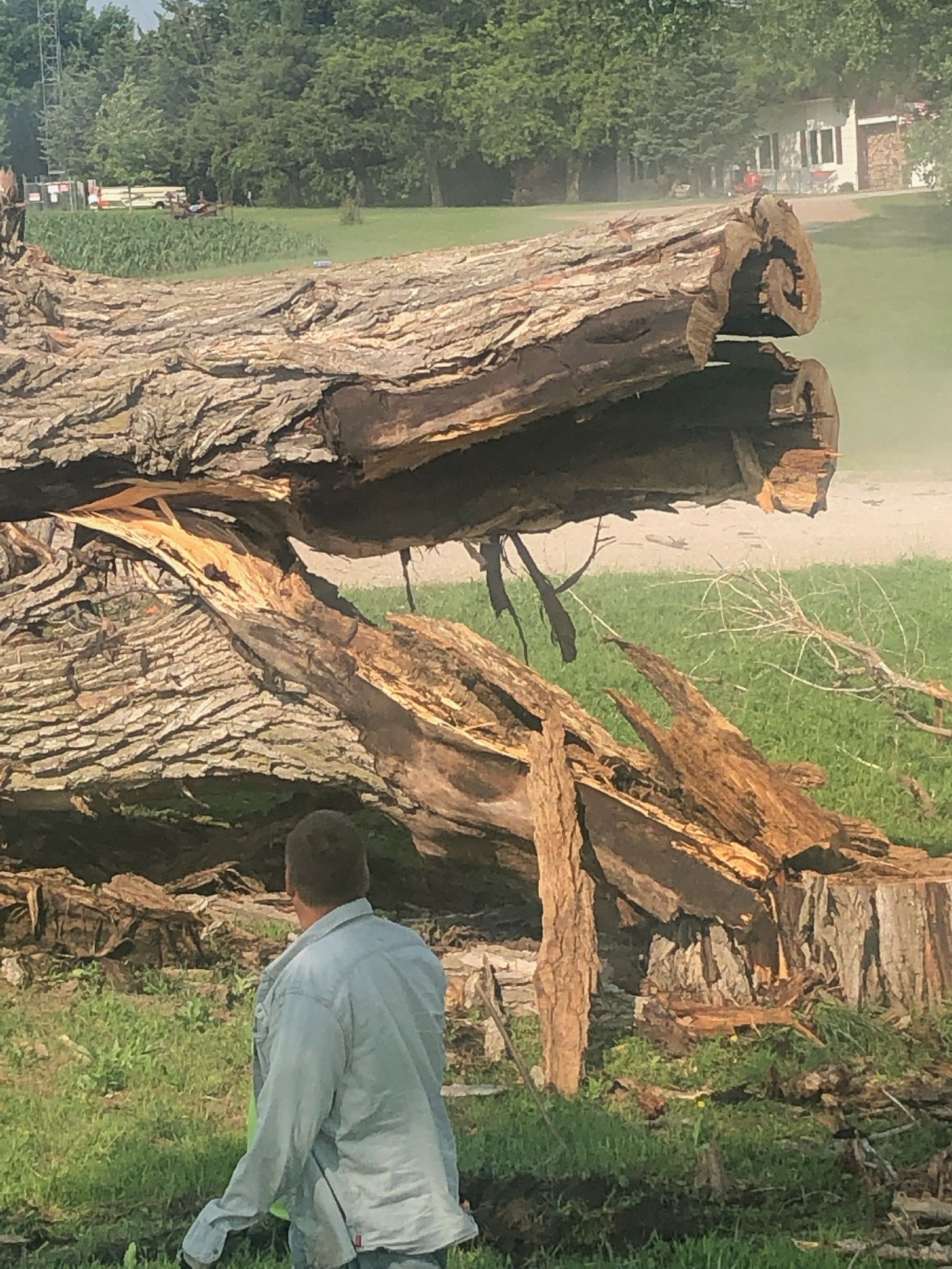 A man is walking in front of a large tree stump