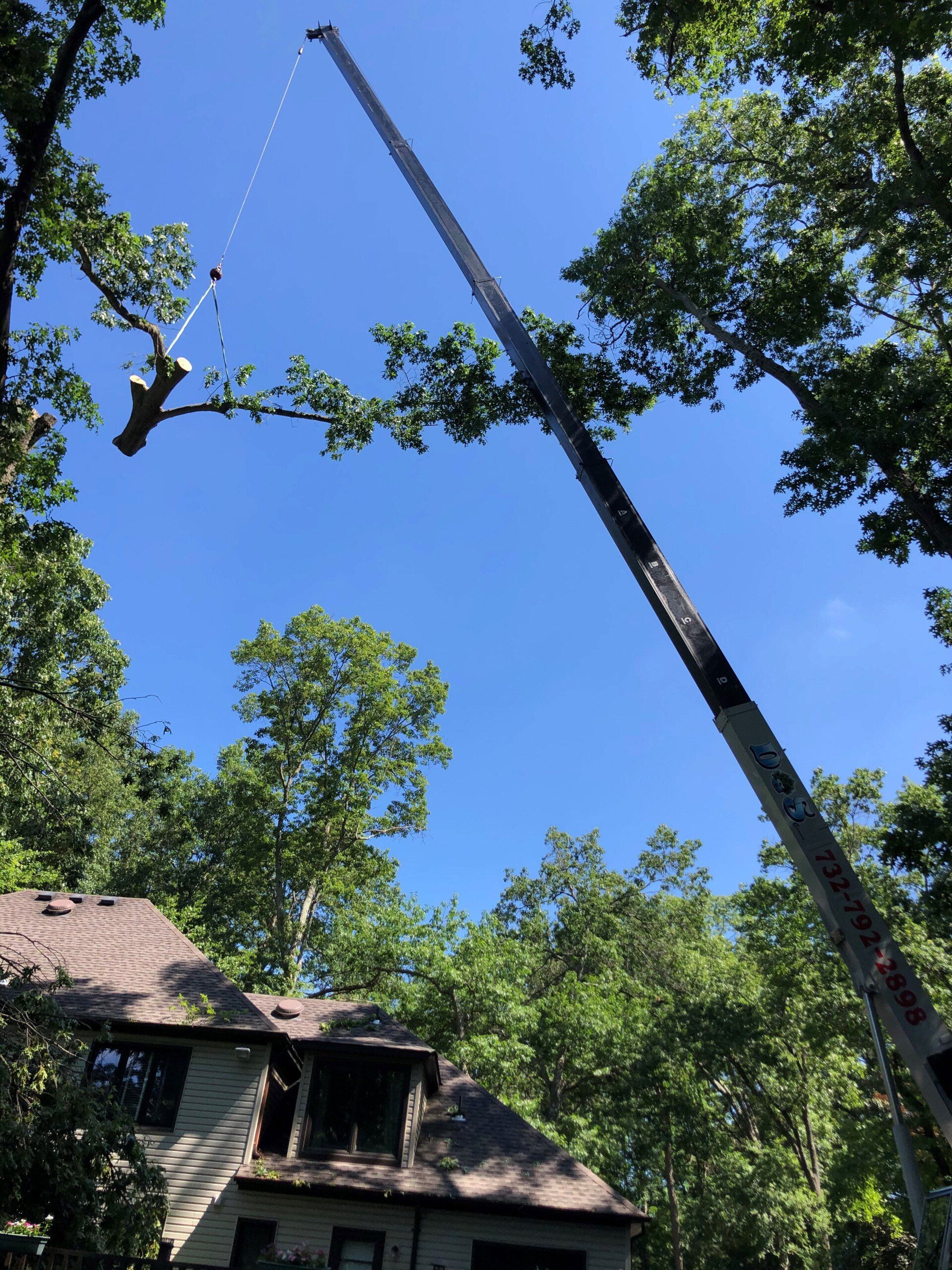 Tree Removal