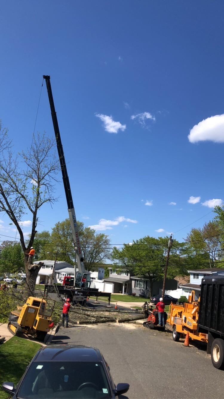 Tree Removal
