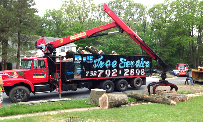 Freehold Tree Service