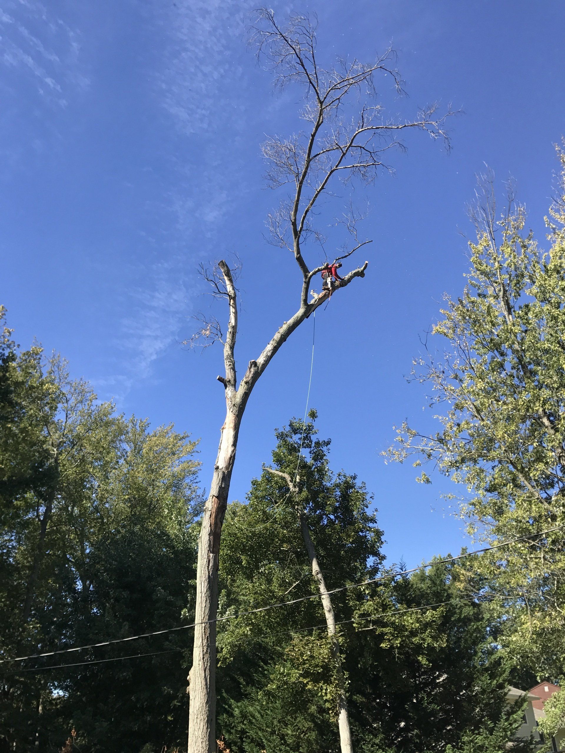 Tree Removal