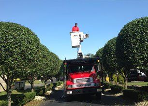 Tree and Shrub Care
