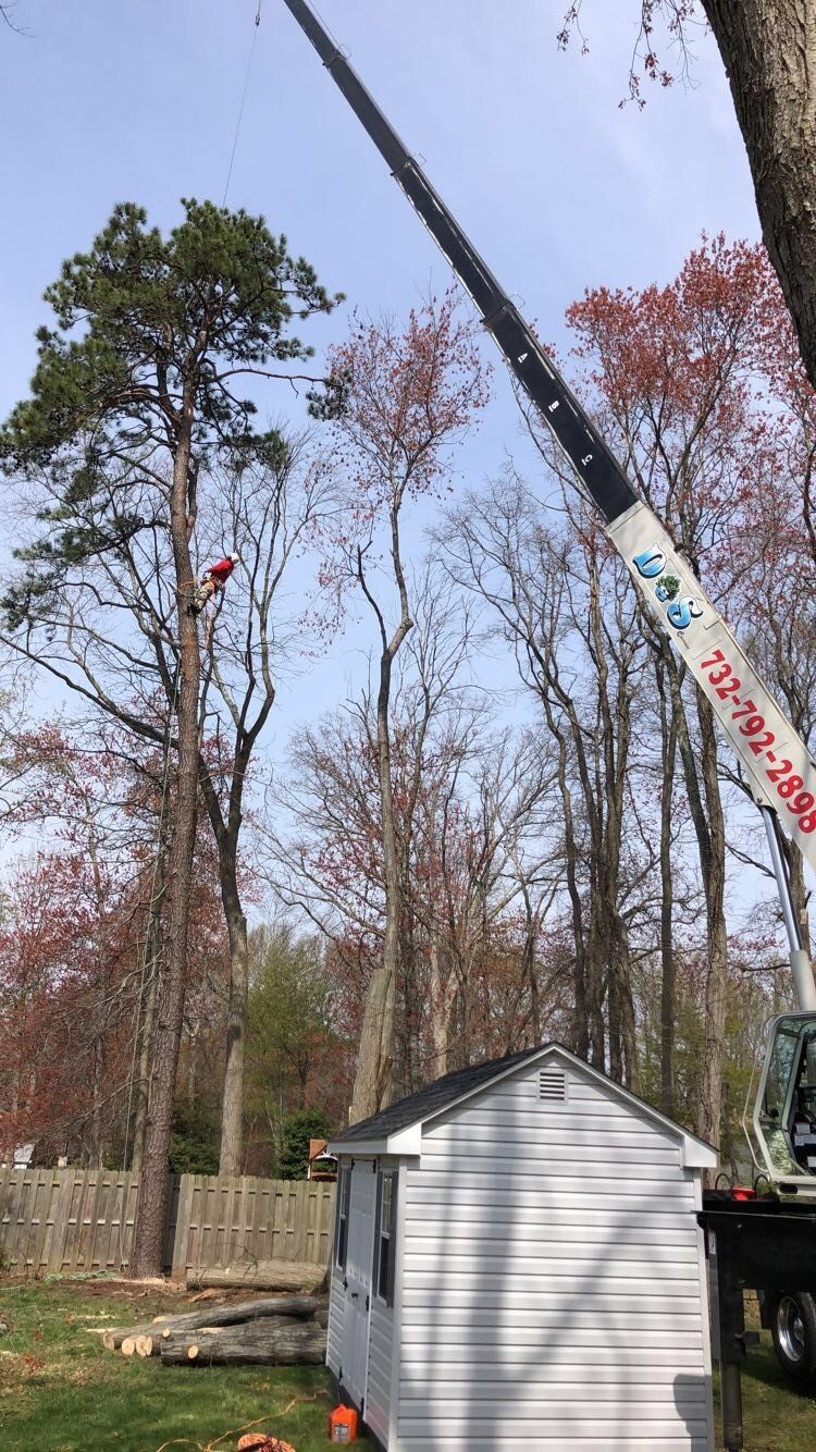 Tree Removal