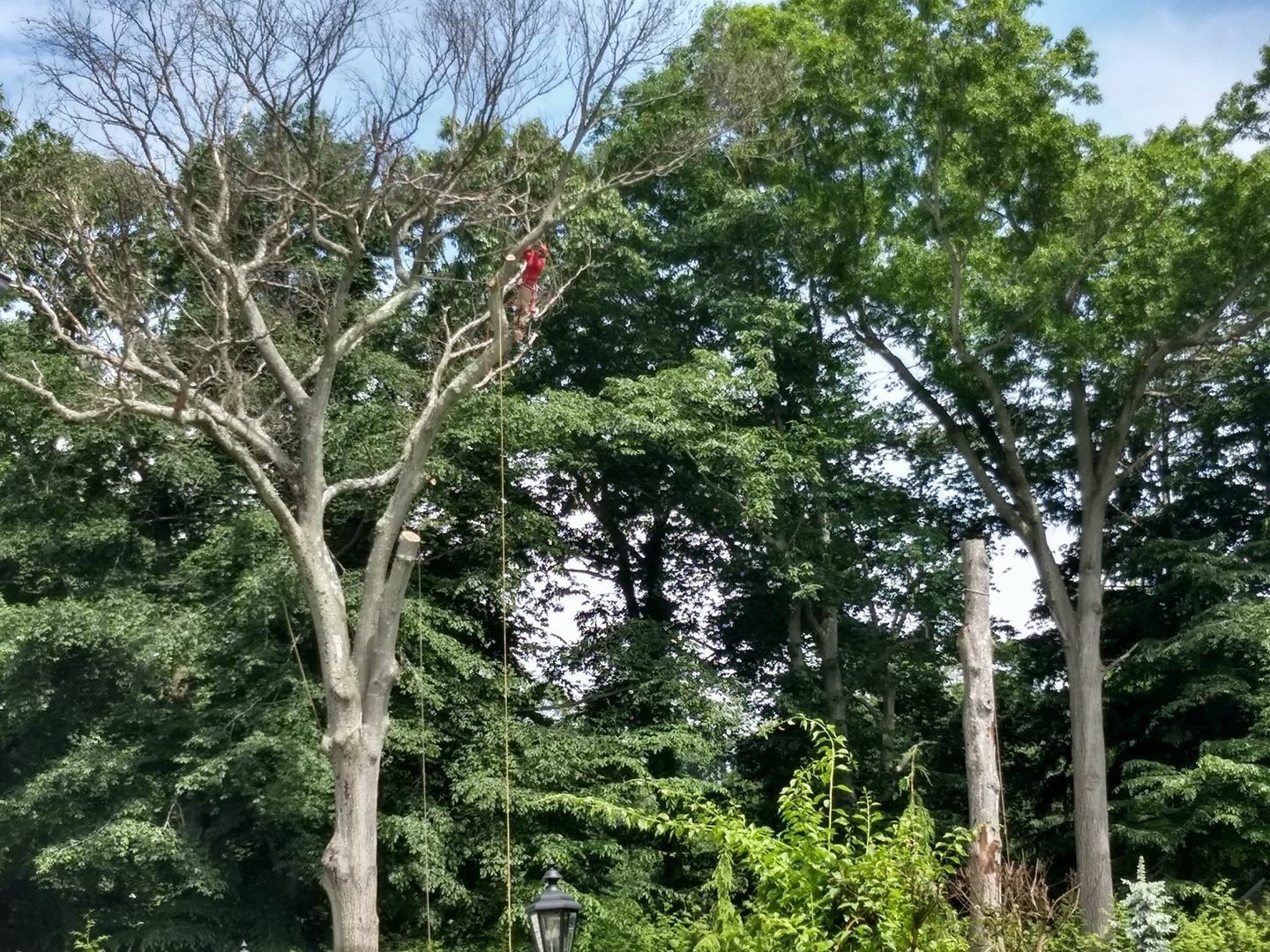 tree service