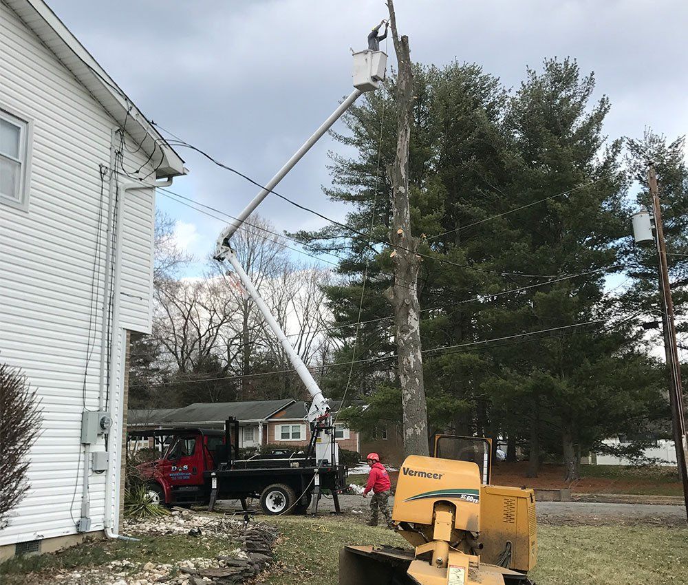 tree service