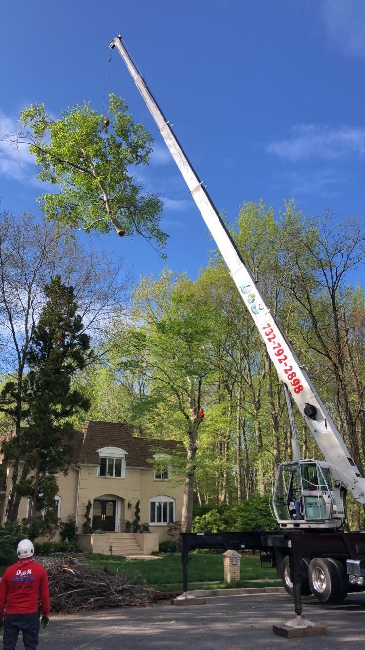 Tree Removal