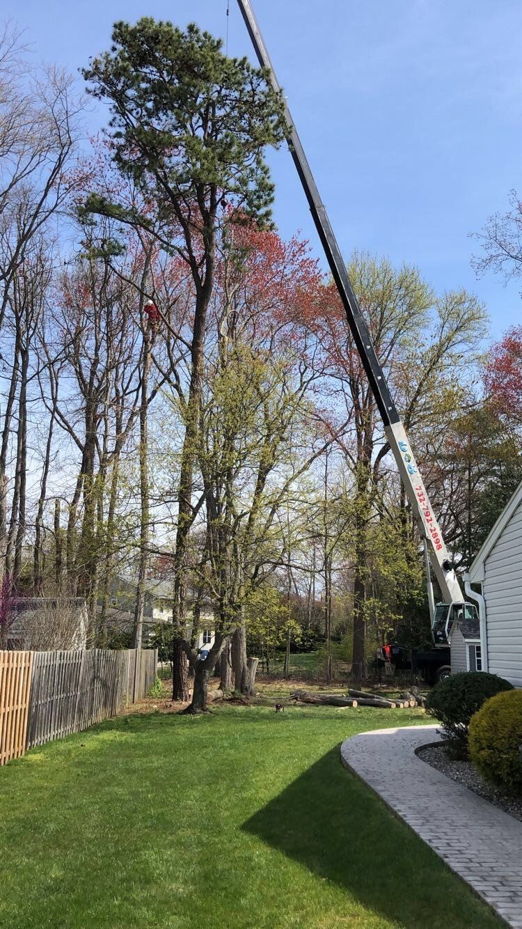 Tree Removal