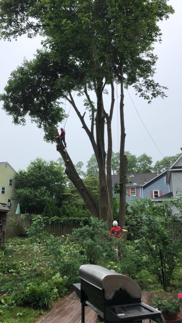Tree Removal