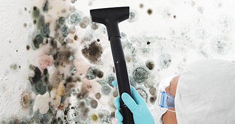 Mold removal
