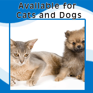 Veterinary Hospitals - Burke, VA - Parkway Veterinary  - cat - Well-Equipped Facility