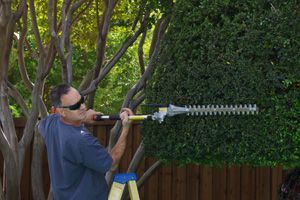 Tree trimming