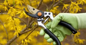 Pruning to be healthy