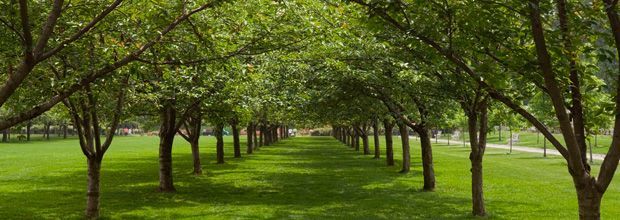 Rows of trees