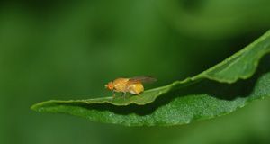 Bug on a leaf