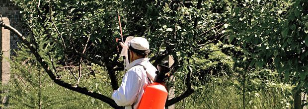 Tree pest control