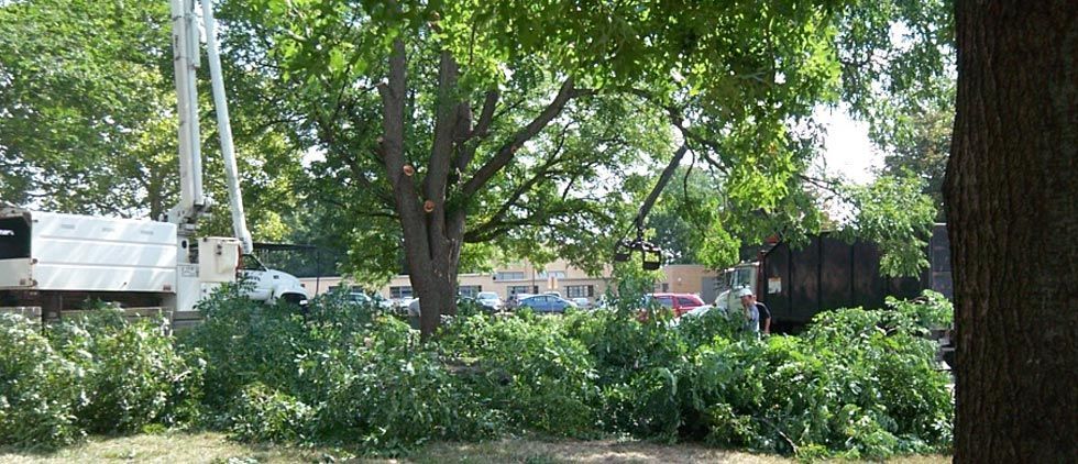 Tree pruning and removal