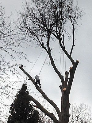 Worker scaling tree with ropes and safety equipment