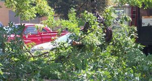 Tree limbs being removed