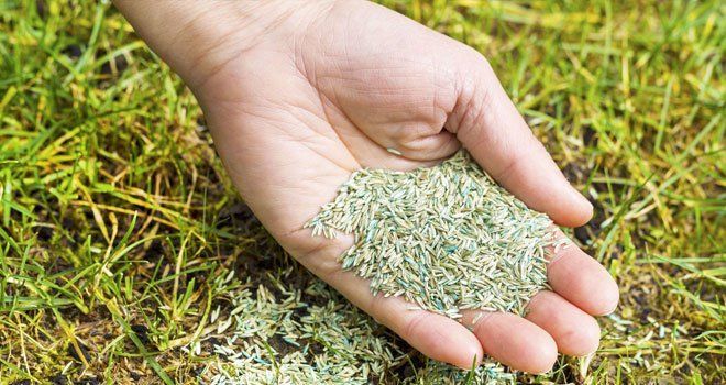 Hand holding grass seed, scattering it onto existing grass.