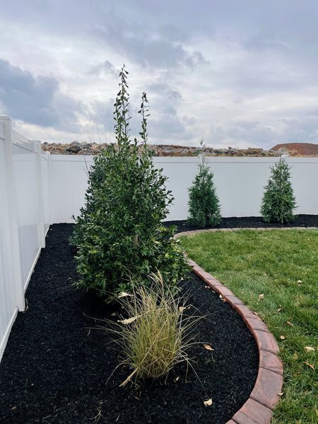 Backyard landscaping with a tall green shrub, two conical trees, and black mulch bed along a white fence.