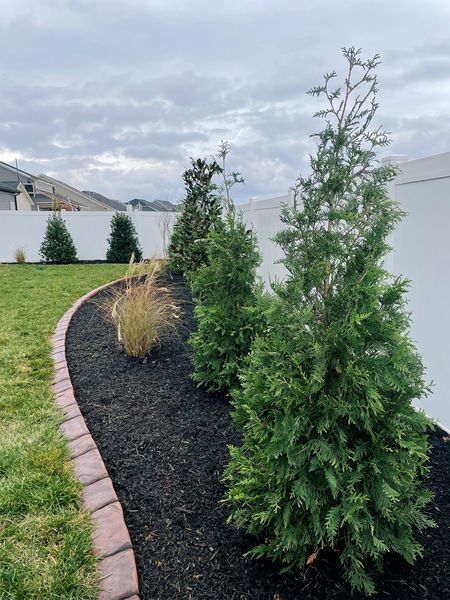 A curved flowerbed with green evergreen trees, brown mulch, and a white fence on a cloudy day.