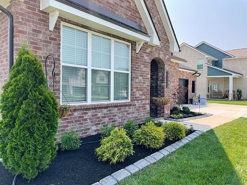 Brick house with window and landscaping, including an evergreen and yellow-green bushes.