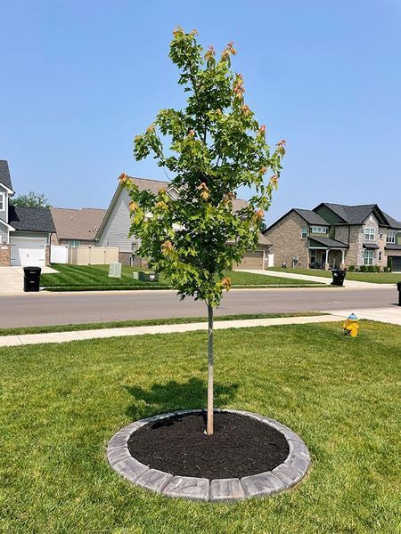 Young tree planted in lawn, surrounded by mulch and a stone border. Houses and road in the background.