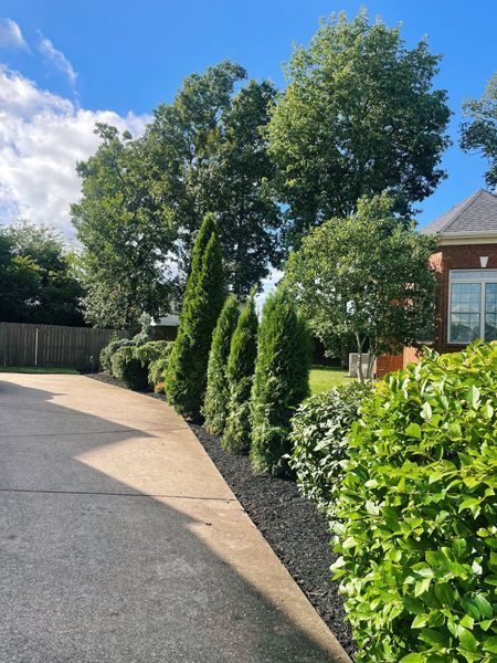 A driveway lined with tall, green trees and bushes, under a blue sky.