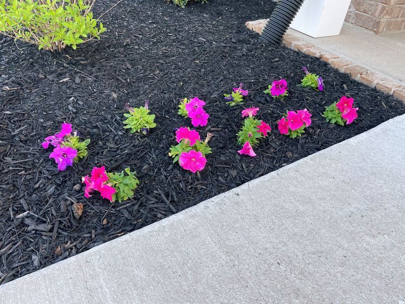 Pink and purple petunias bloom in dark mulch near a concrete walkway.