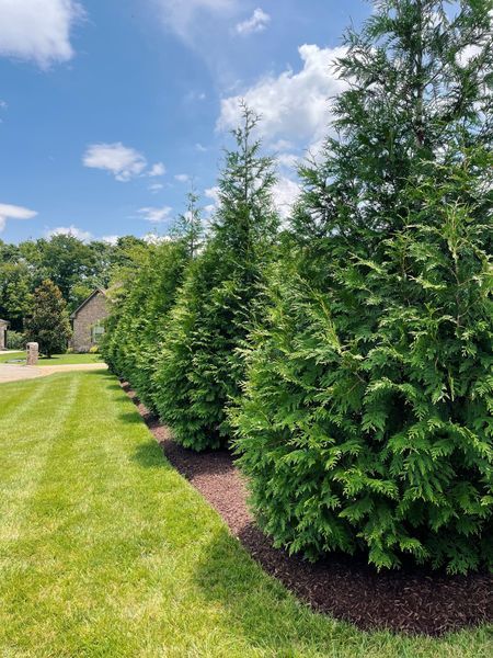 Row of green evergreen trees with brown mulch bed against a bright green lawn and a blue sky.