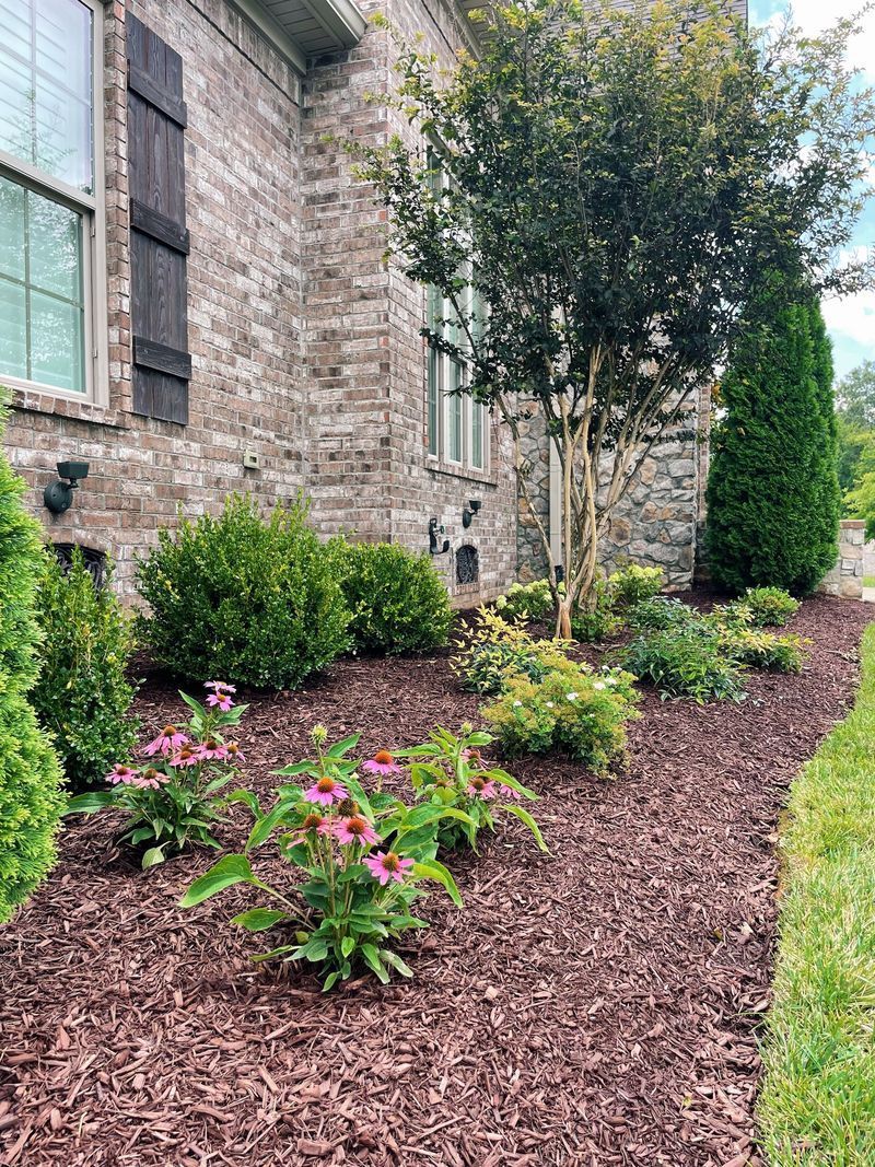A landscaped yard with brown mulch, brick house, green plants, and pink coneflowers.