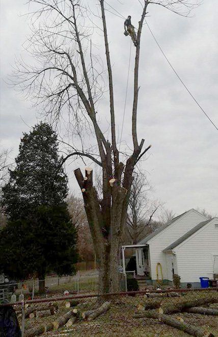 Tree Removal