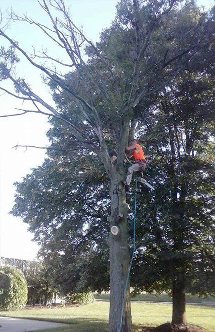Tree Removal