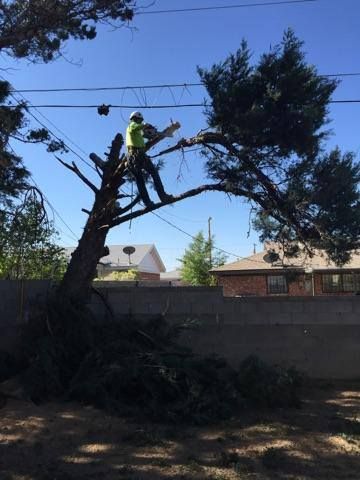 Arborist in a tree, trimming branches near power lines. He is wearing a hard hat and safety gear, working against a blue sky.