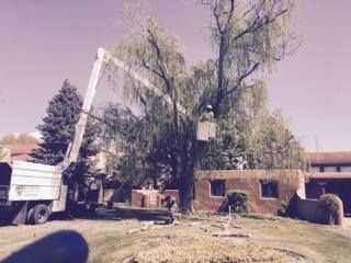 A tree trimming service in progress. A worker in a lift bucket is cutting a large weeping willow tree next to a truck.