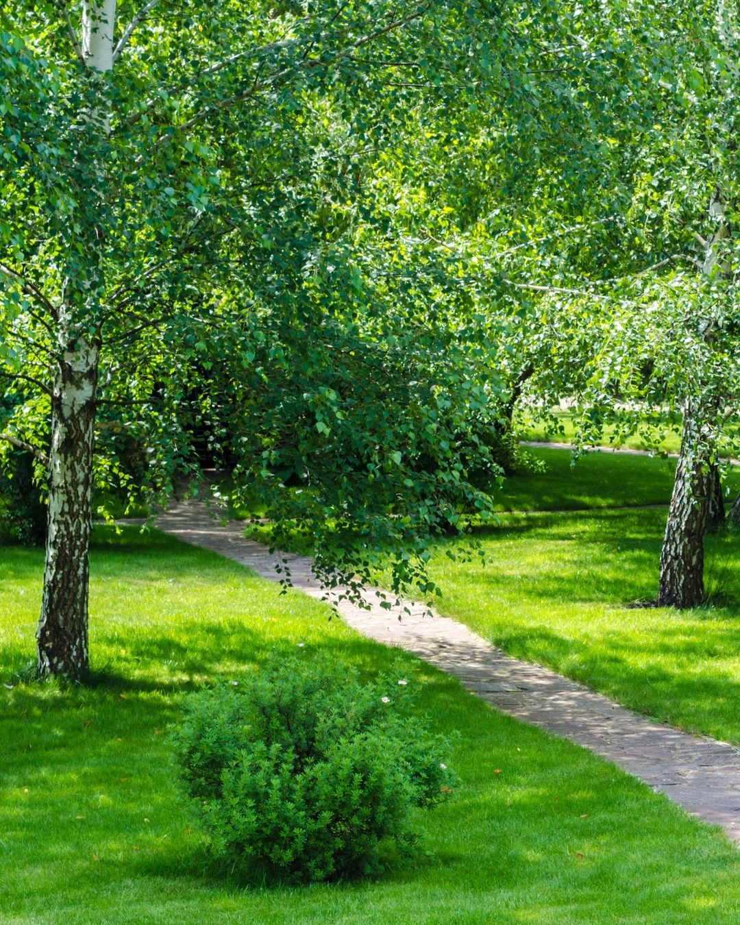 A winding path through a lush green park with birch trees and a small bush.