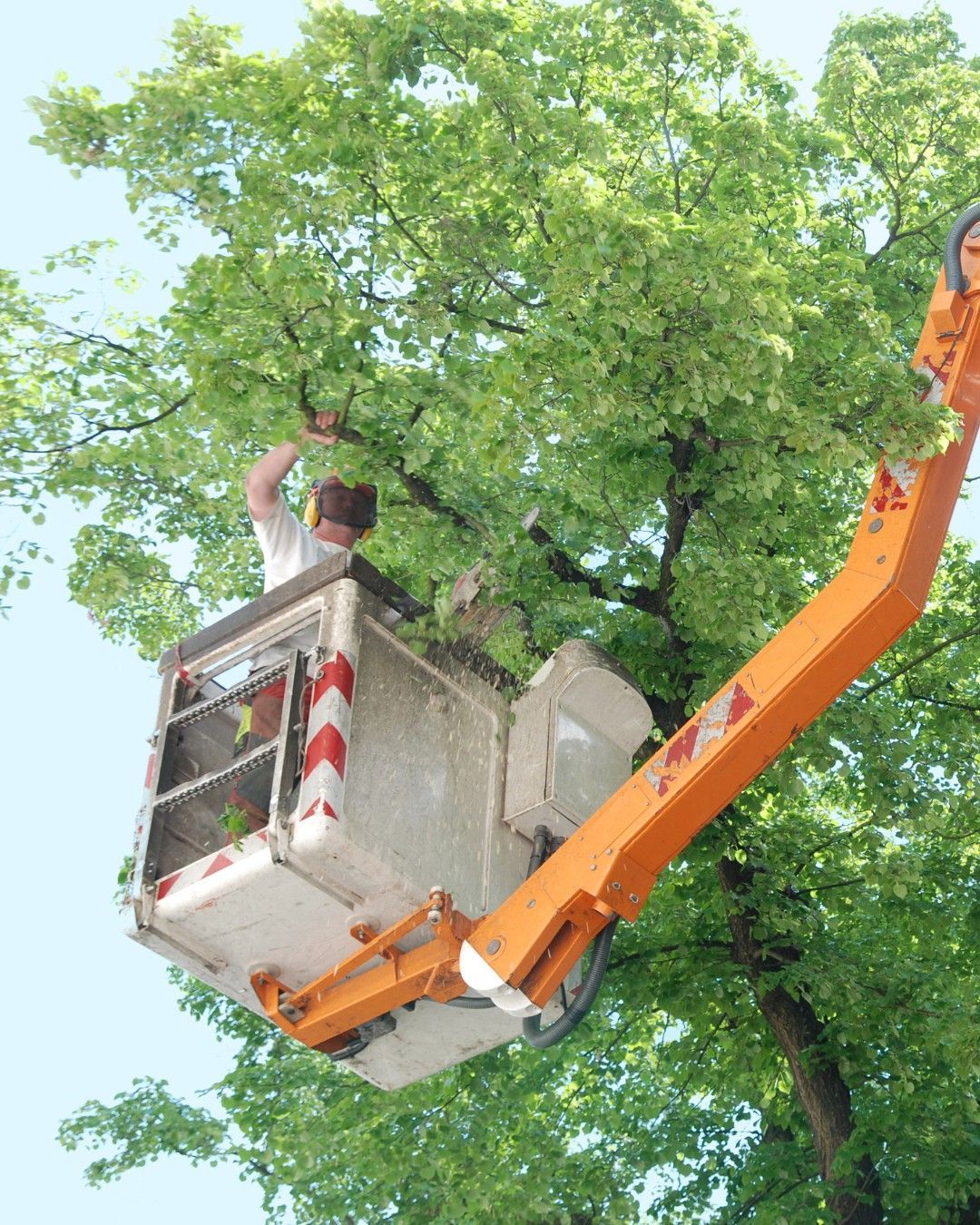 A person in a lift trimming the branches of a large tree on a bright, sunny day.