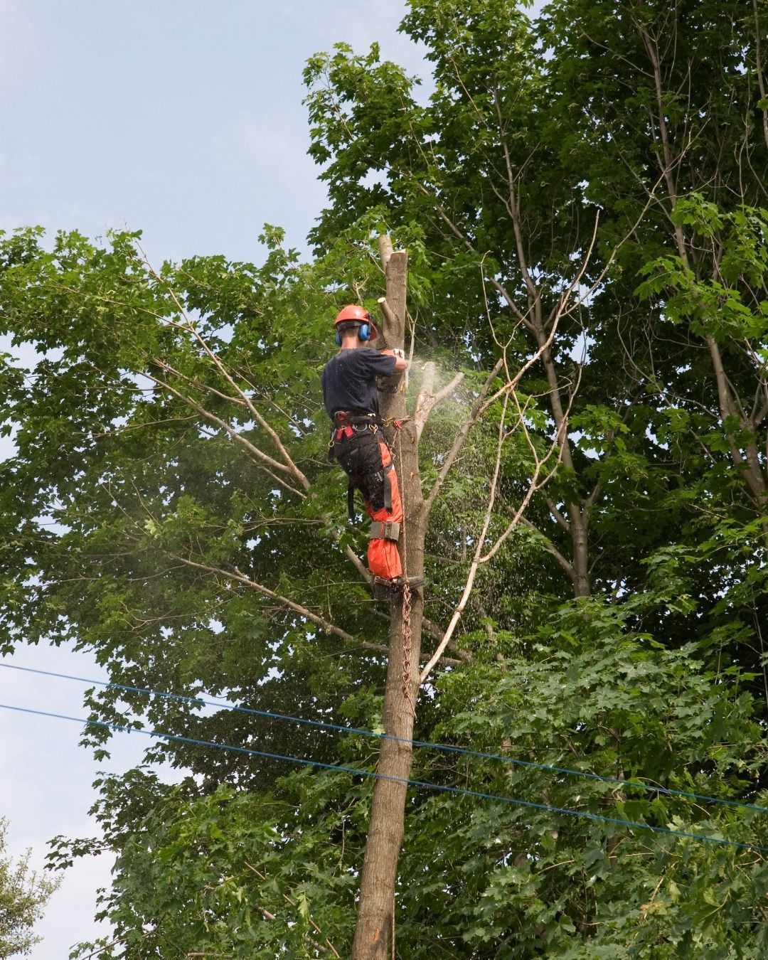 A tree surgeon using a chainsaw to cut the top of a tall tree, wearing protective gear.