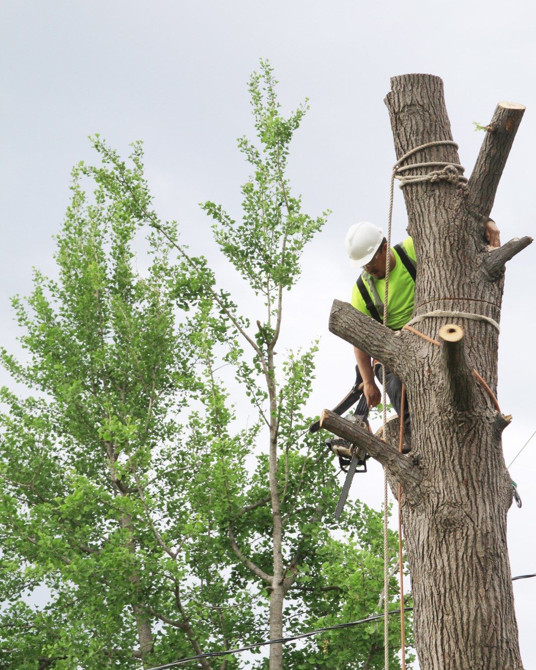 Arborist in a harness using a chainsaw to cut a large tree trunk against a cloudy sky, with a leafy green tree in the background.