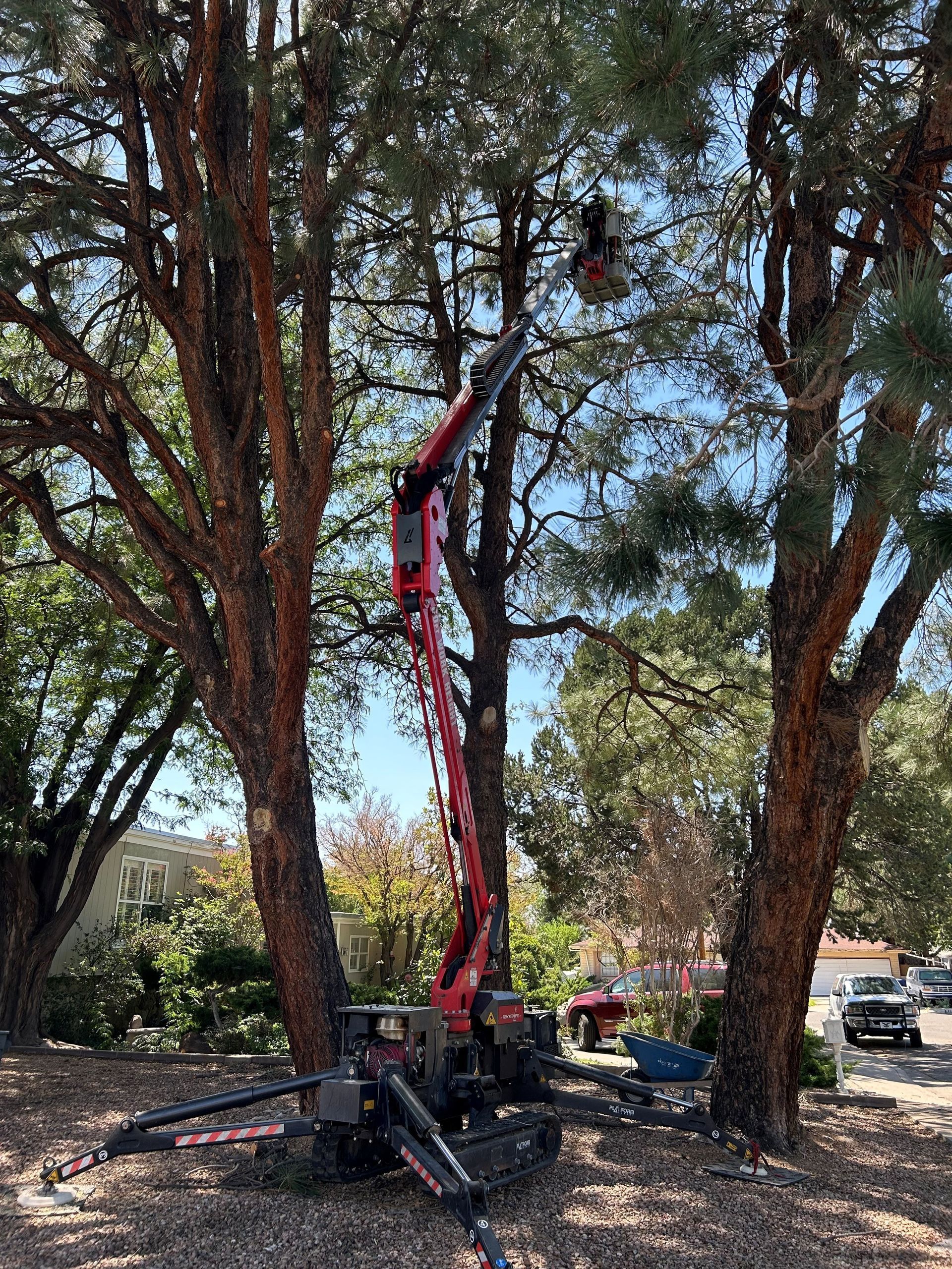 A tree service crew using a red lift to trim large trees in a residential area.