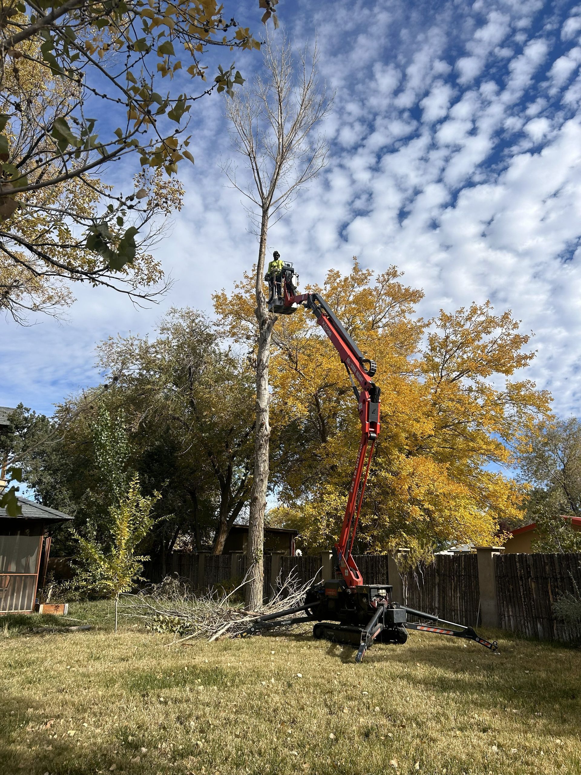 Man in lift bucket trimming a tall tree in a yard on a partly cloudy day.