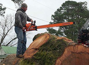 Tree woodcutter using a chainsaw