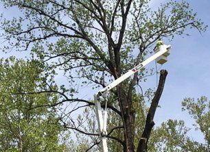 Tree Topping Lynchburg