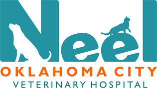 pet room and board near me