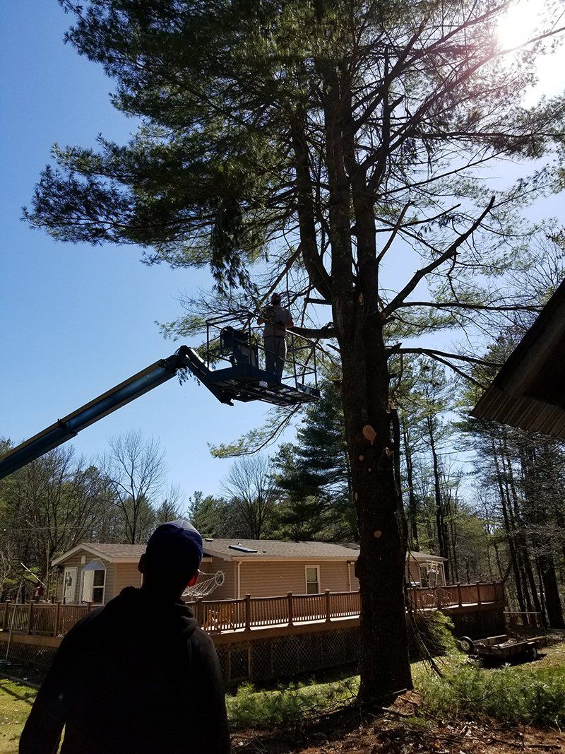 Tree Services