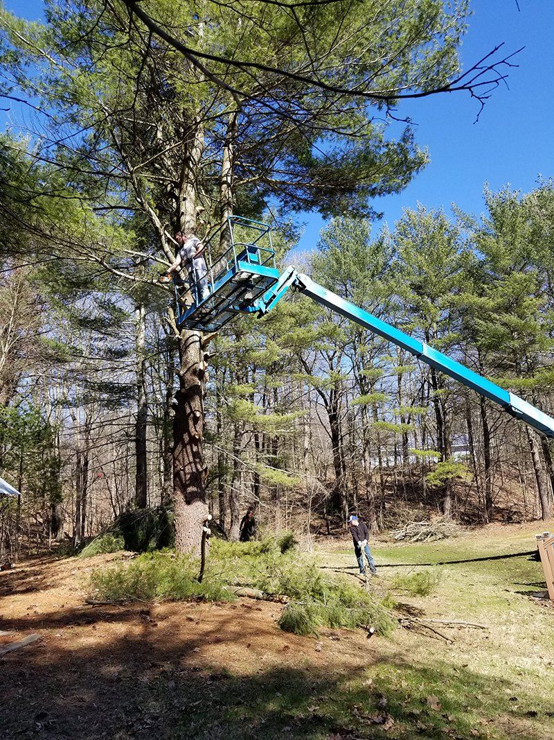 Tree Services