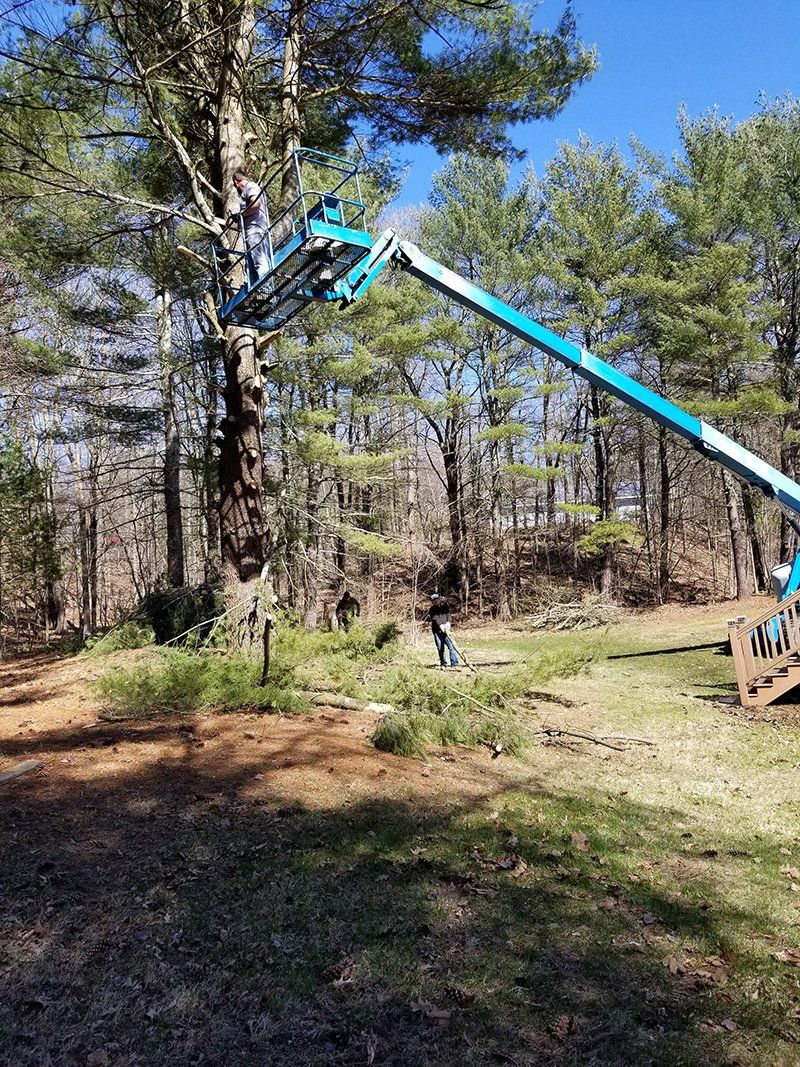 Tree Services